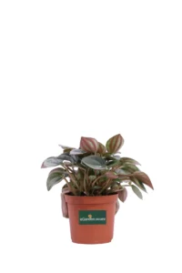Peperomia Caperata Sunrise v10 egarden.store online