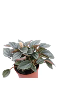 Peperomia Caperata Sunrise v10 egarden.store online