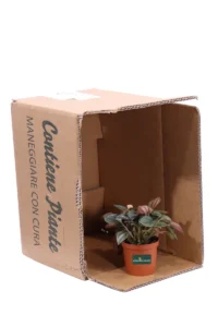 Peperomia Caperata Sunrise v10 egarden.store online