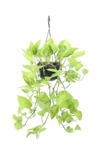 Pothos - Scindapsus Golden Neon v15 egarden.store online