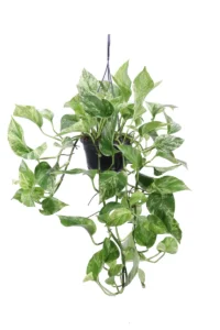 Pothos - Scindapsus Marble Queen v15 egarden.store online