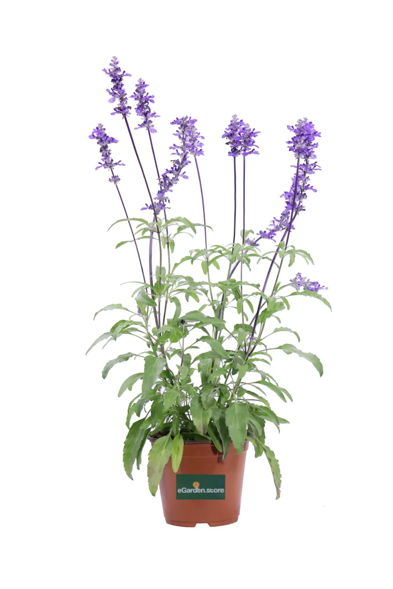 Salvia Farinacea v14 egarden.store online