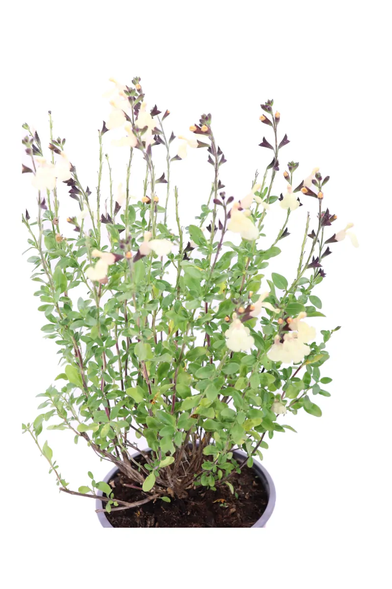 Salvia Jamensis Gialla v16 egarden.store online