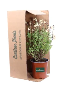 Salvia Jamensis Gialla v16 egarden.store online