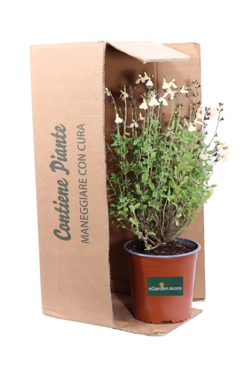 Salvia Jamensis Gialla v16 egarden.store online