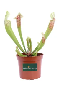 Sarracenia Eva v8 egarden.store online