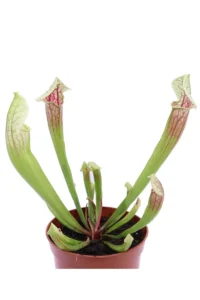 Sarracenia Eva