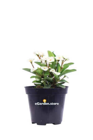 Spina di Cristo - Euphorbia Milii Bianca v.14 egarden.store online