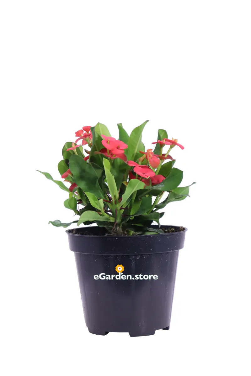 Spina di Cristo - Euphorbia Milii Rossa v.14 egarden.store online