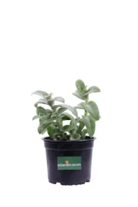 Tradescantia Sillamontana v14 egarden.store 1 Tradescantia Sillamontana v14 egarden.store online