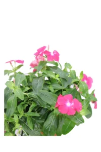 Vinca Pendula Fucsia v.14 egarden.store online