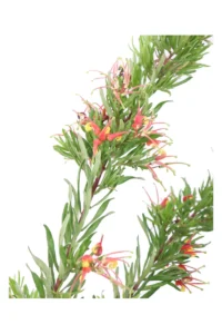 grevillea folgore v16 egarden.store online