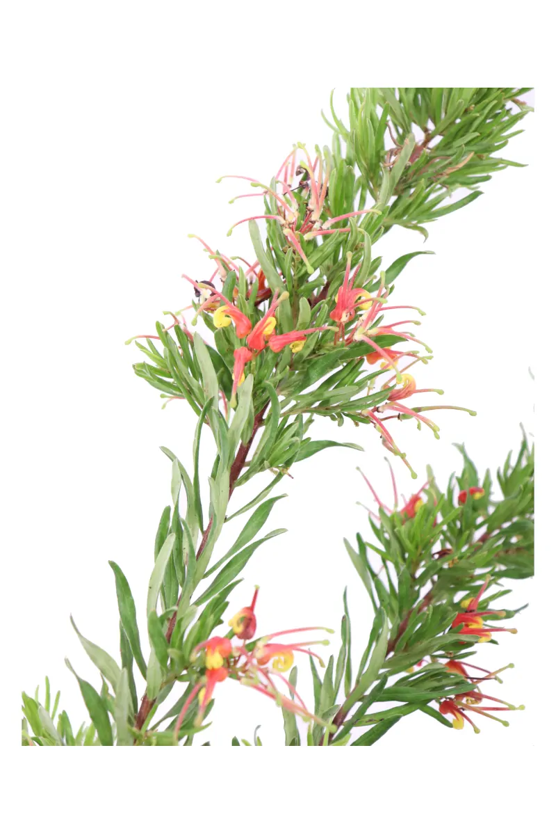 grevillea folgore v16 egarden.store online