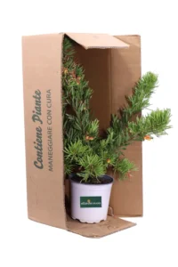 grevillea folgore v16 egarden.store online