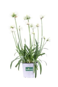 Agapanthus Africanus Ever White v19 egarden.store 1_1 Agapanthus Africanus Ever White v19 egarden.store online
