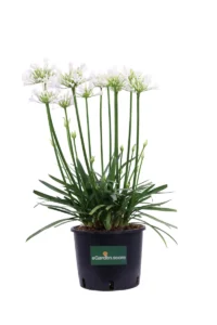 Agapanthus Africanus Pitchoune White v24 egarden.store online
