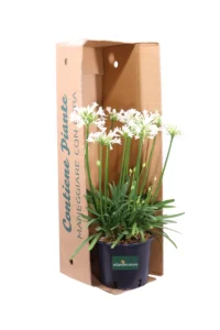 Agapanthus Africanus Pitchoune White v24 egarden.store online