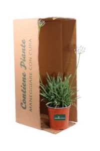 Agapanthus Baby Blue v16 egarden.store online