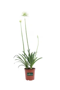 Agapanthus Umbellatus Albus v24 egarden.store online
