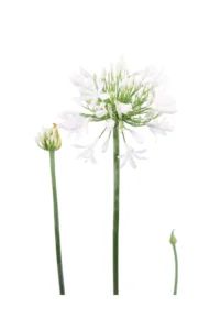 Agapanthus Umbellatus Albus v24 egarden.store online