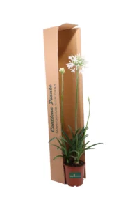 Agapanthus Umbellatus Albus v24 egarden.store online