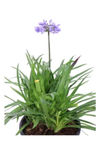 Agapanto - Agapanthus Africanus Ever Sapphire v24 egarden.store online