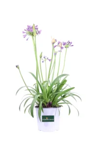 Agapanto - Agapanthus Africanus Poppin Purple v19 egarden.store online