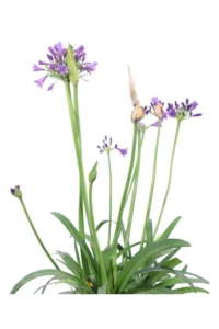 Agapanto - Agapanthus Africanus Poppin Purple v19 egarden.store online