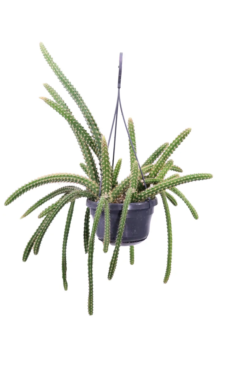 Aporocactus Malisonii v14 egarden.store online