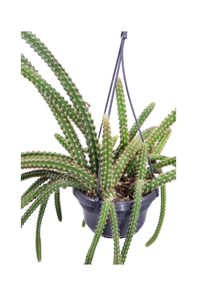 Aporocactus Malisonii v14 egarden.store online
