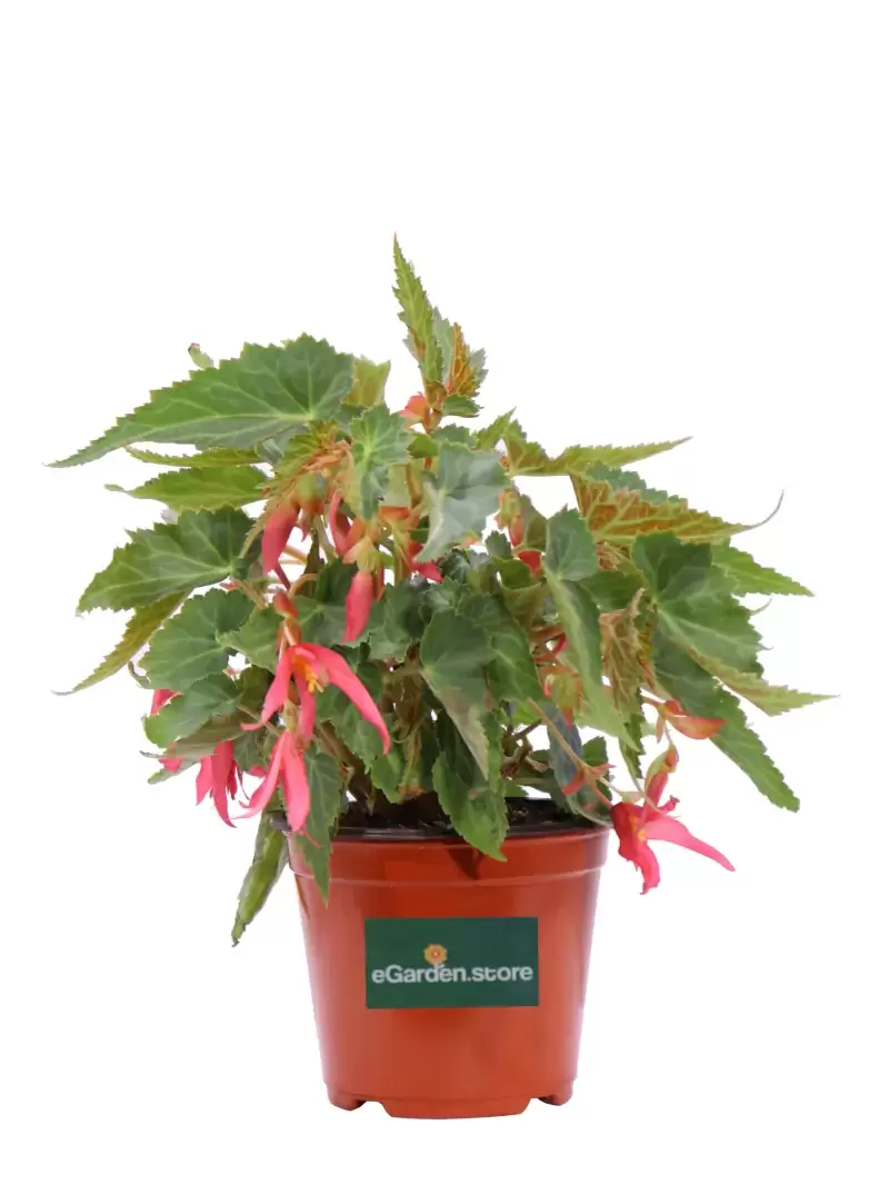 Begonia Encanto Falls Pink v14 egarden.store online