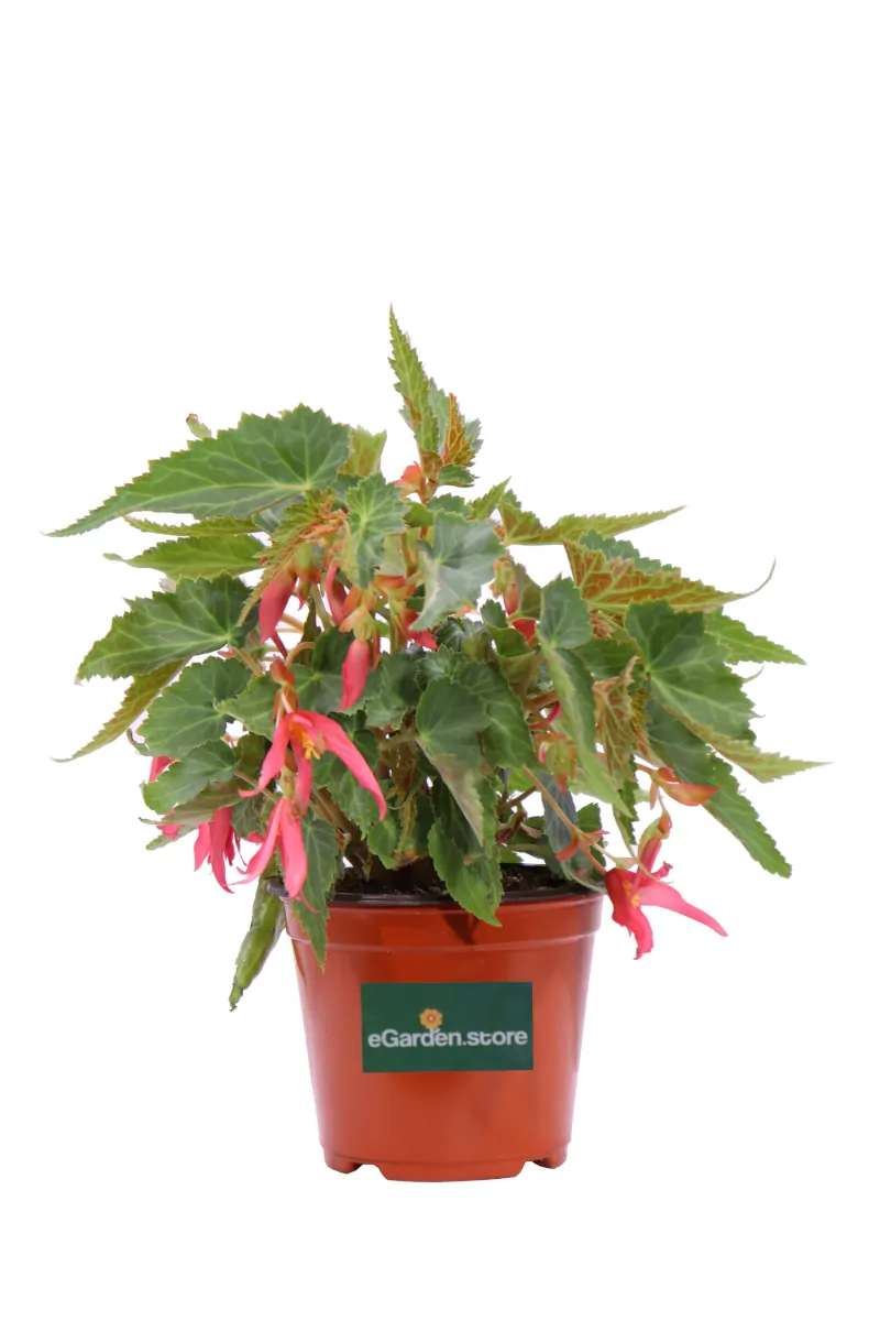 Begonia Encanto Falls Pink v14 egarden.store online