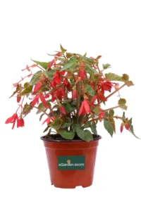 Begonia Encanto Falls Red v14 egarden.store online