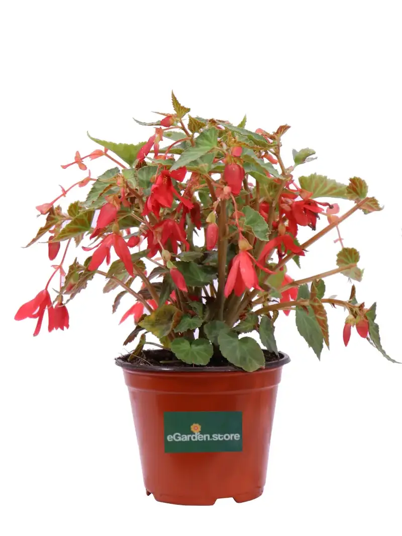 Begonia Encanto Falls Red v14 egarden.store online