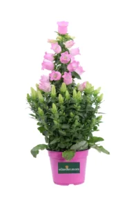 Campanula Appeal Rosa v14 egarden.store online