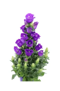 Campanula Appeal Viola v14 egarden.store online