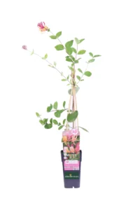 Caprifoglio - Lonicera American Beauty v11 egarden.store online