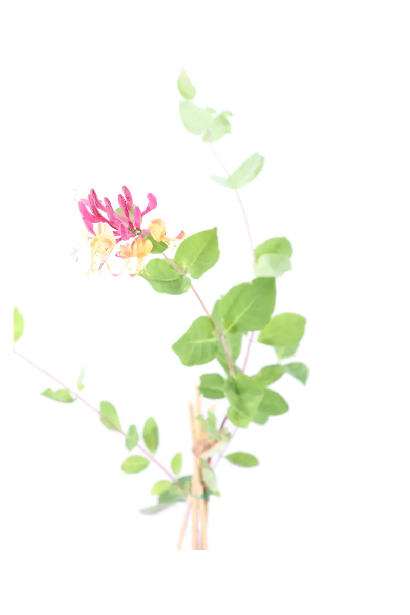 Caprifoglio - Lonicera American Beauty v11 egarden.store online