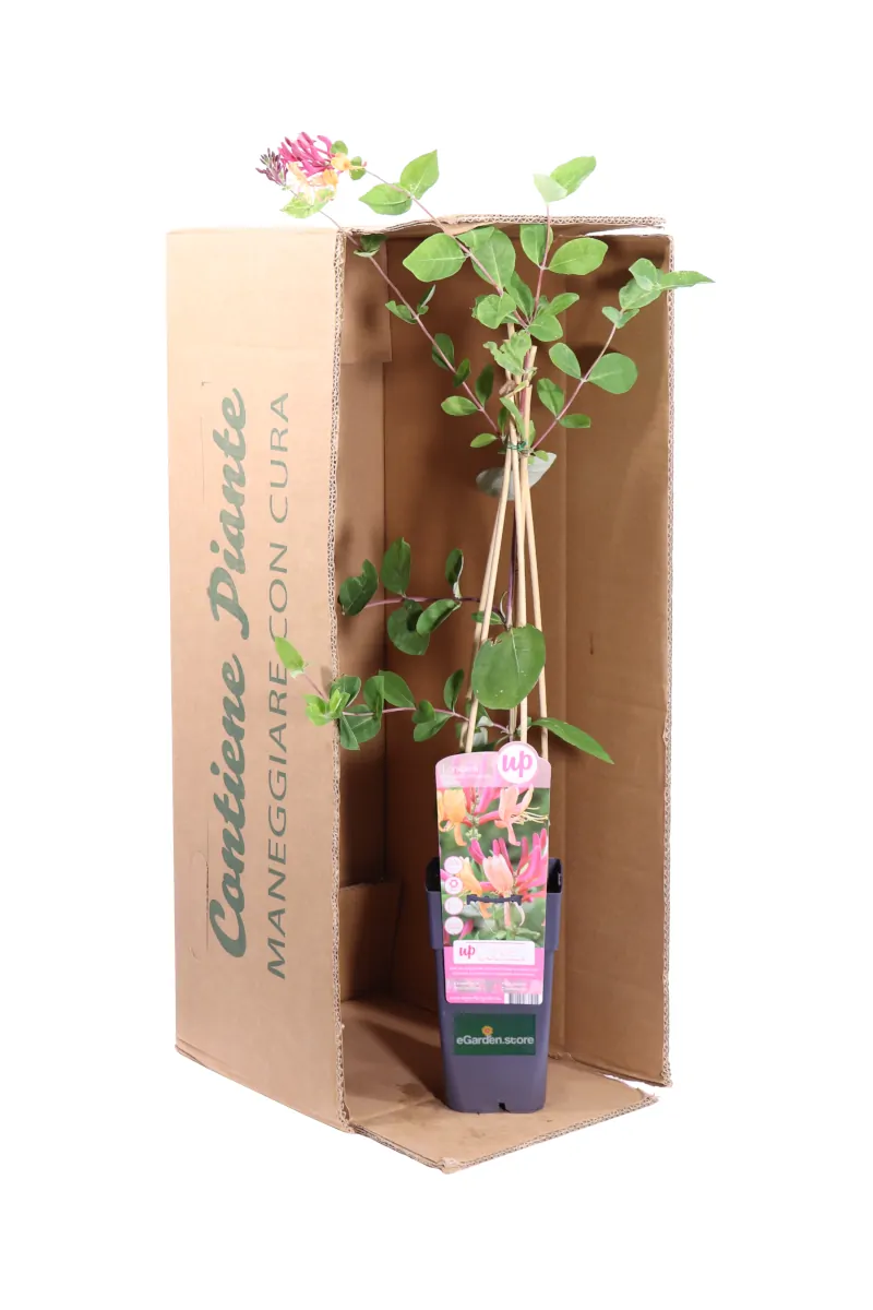 Caprifoglio - Lonicera American Beauty