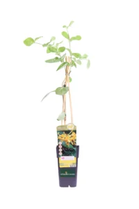 Caprifoglio - Lonicera Tellmaniana v11 egarden.store online