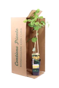 Caprifoglio - Lonicera Tellmaniana v11 egarden.store online