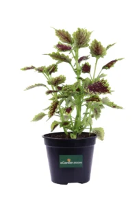 Coleus Fishnet Stockings v14 egarden.store online