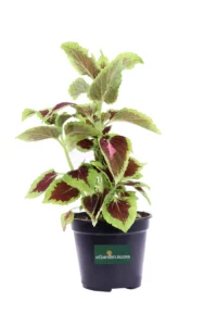Coleus - Kong Rose v14 egarden.store online