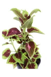 Coleus - Kong Rose v14 egarden.store online