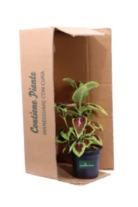 Coleus - Kong Rose v14 egarden.store online