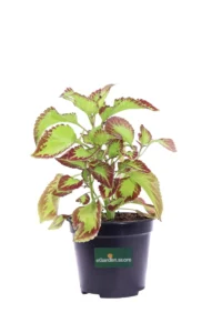 Coleus Saturn v14 egarden.store 1 Coleus Saturn v14 egarden.store online