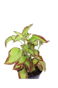 Coleus Saturn v14 egarden.store 2 Coleus Saturn v14 egarden.store online