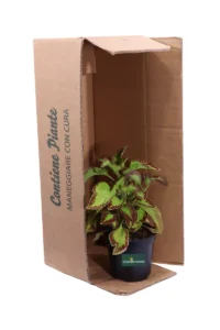 Coleus Saturn v14 egarden.store 3 Coleus - Saturn