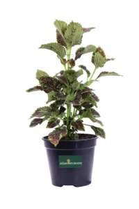 Coleus Solar Sunrise v14 egarden.store online