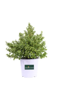 Coprosma Repens Evening Glow v17 egarden.store online